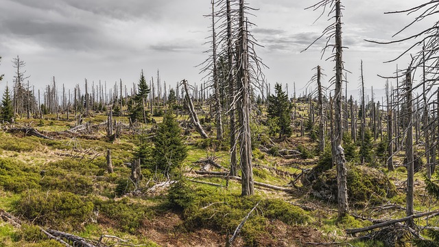 A series of trees in a Bavarian forest 