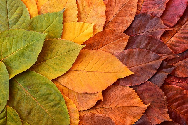 A series of leaves transitioning in colour across the screen