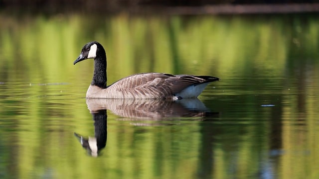 A canada goose and its reflection on a serene lake