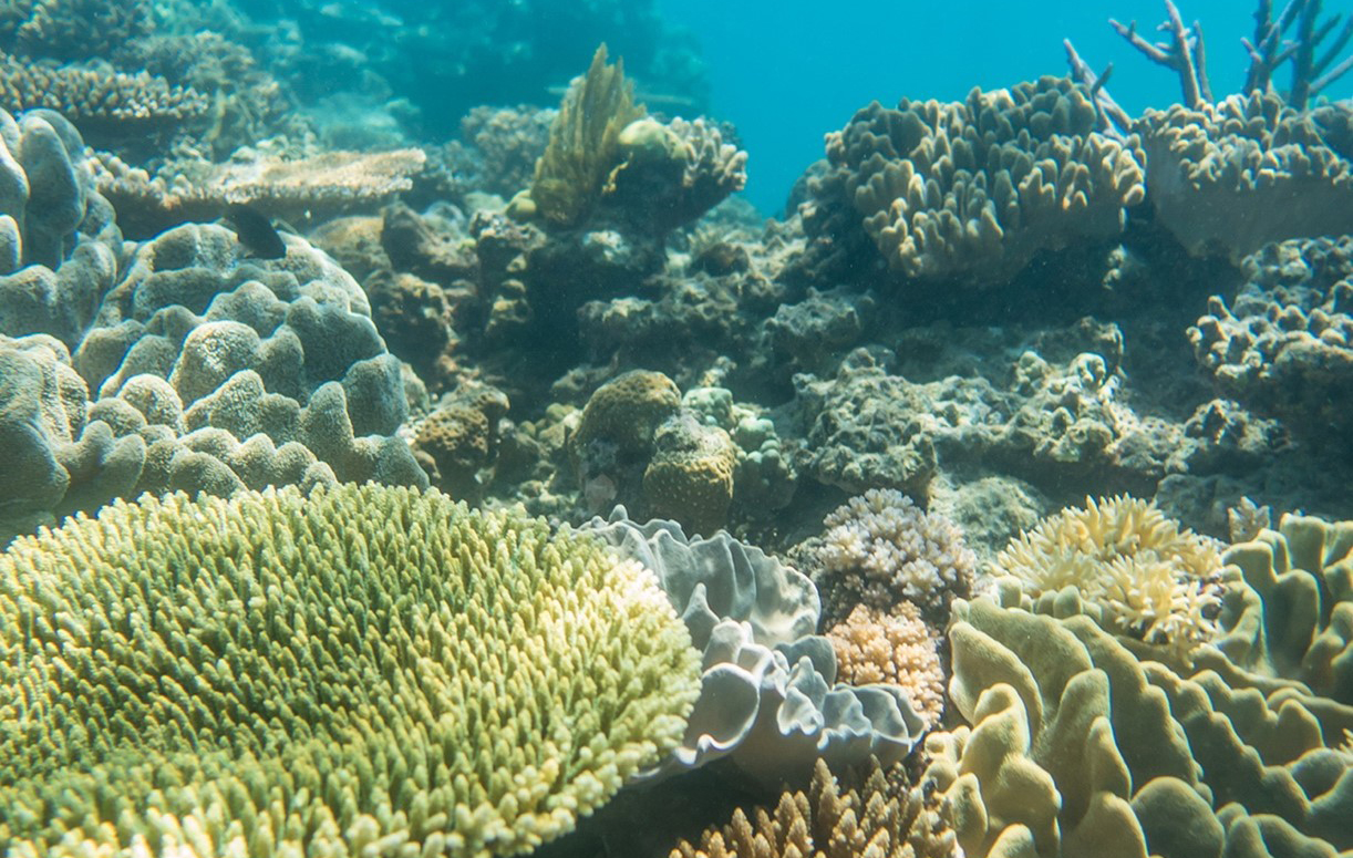 A coral reef underwater
